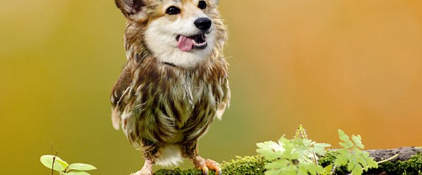 dirds or dogs and birds photoshop mashup 1dut.com (14)