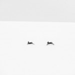 Finalists Of The 2014 Wildlife Photographer Of The Year 1dut.com (30)