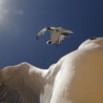 Finalists Of The 2014 Wildlife Photographer Of The Year 1dut.com (32)