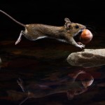 Finalists Of The 2014 Wildlife Photographer Of The Year 1dut.com (7)